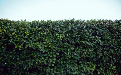 Grastrimmer gebruiken zonder gedoe met buren, regels en randen